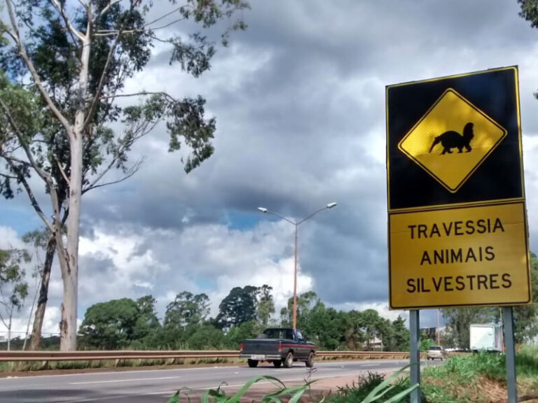 Dicas de Segurança no Brasil: Aviso de animais silvestres