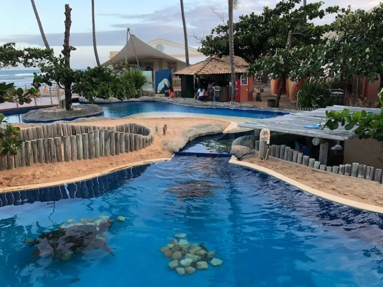 Tartarugas marinhas no Projeto Tamar