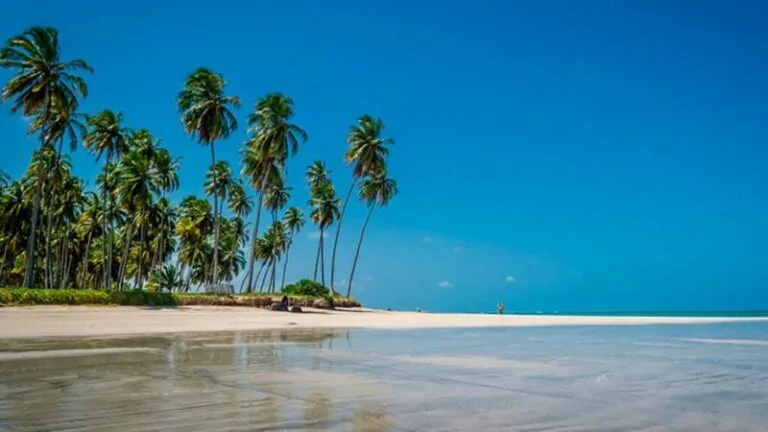 Palmeiras e reflexos suaves na tranquila Praia dos Carneiros, um escape perfeito
